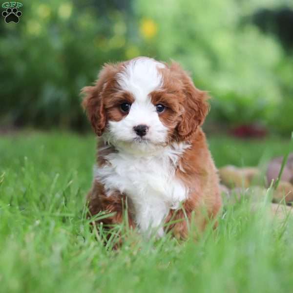 Maverick, Cavapoo Puppy